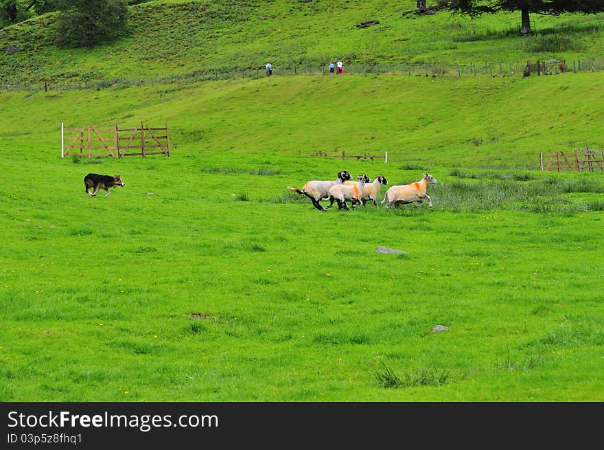 Sheep Dog Trials in the English Lake District. Sheep Dog Trials in the English Lake District.