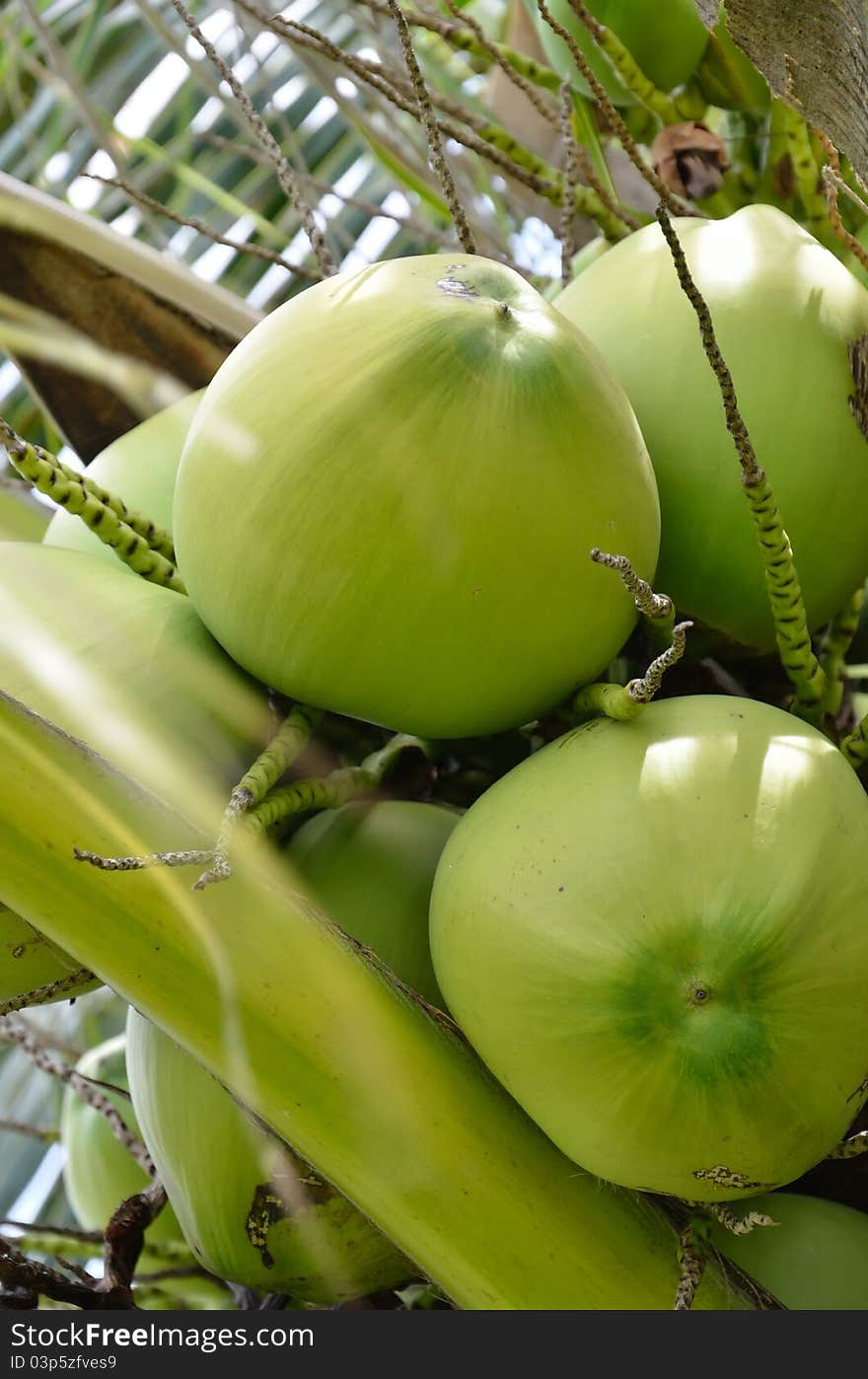 A closeup of coconuts growing in a coconut palm tree.