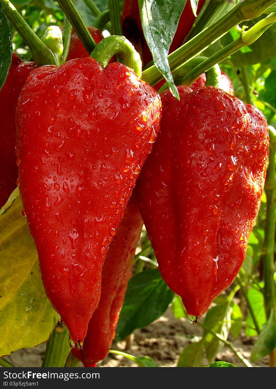 Red ripen peppers on the branch. Red ripen peppers on the branch