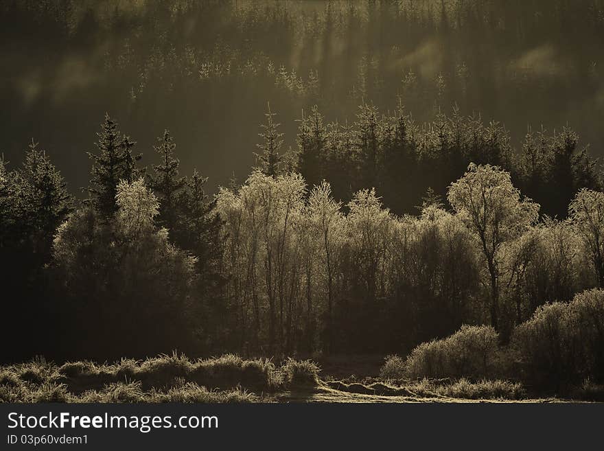 Cloudy Forest