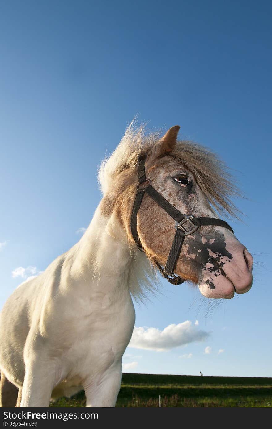 Horse close-up with sun and clouds in the evening. Horse close-up with sun and clouds in the evening