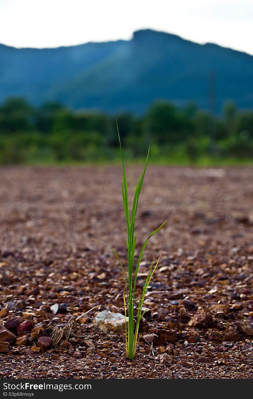 Grass on Mountain background