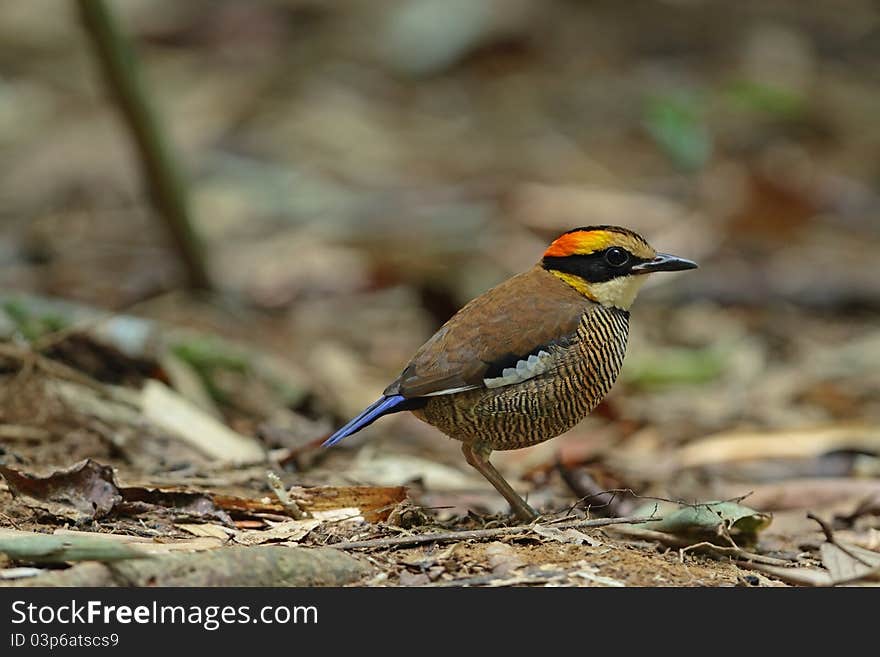 Banded Pitta(female)