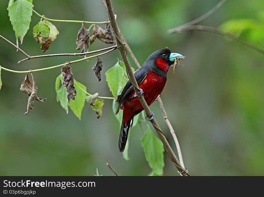 Black-and-red Broadbill is bird in forest of Thailand