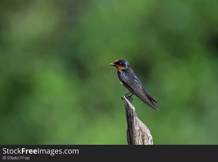 Barn Swallow