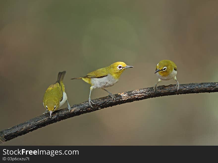 Group of Oriental White-eye