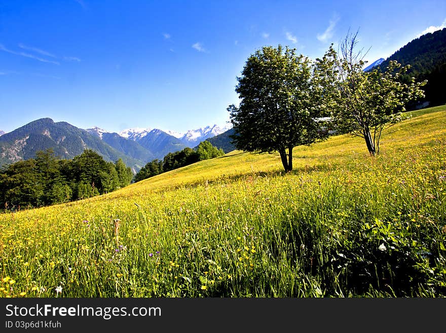 Mountain meadow in bloom in spring. Mountain meadow in bloom in spring