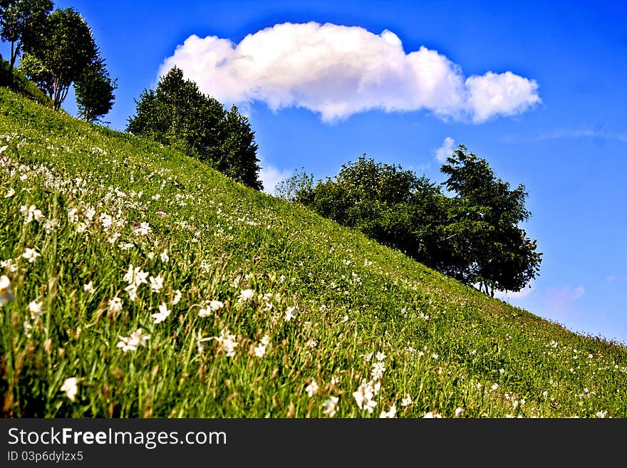 Mountain meadow in bloom in spring. Mountain meadow in bloom in spring