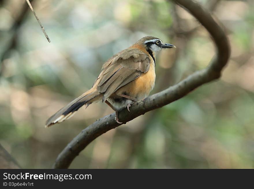 Lesser-necklaced Laughingthrush is bird in forest of Thailand