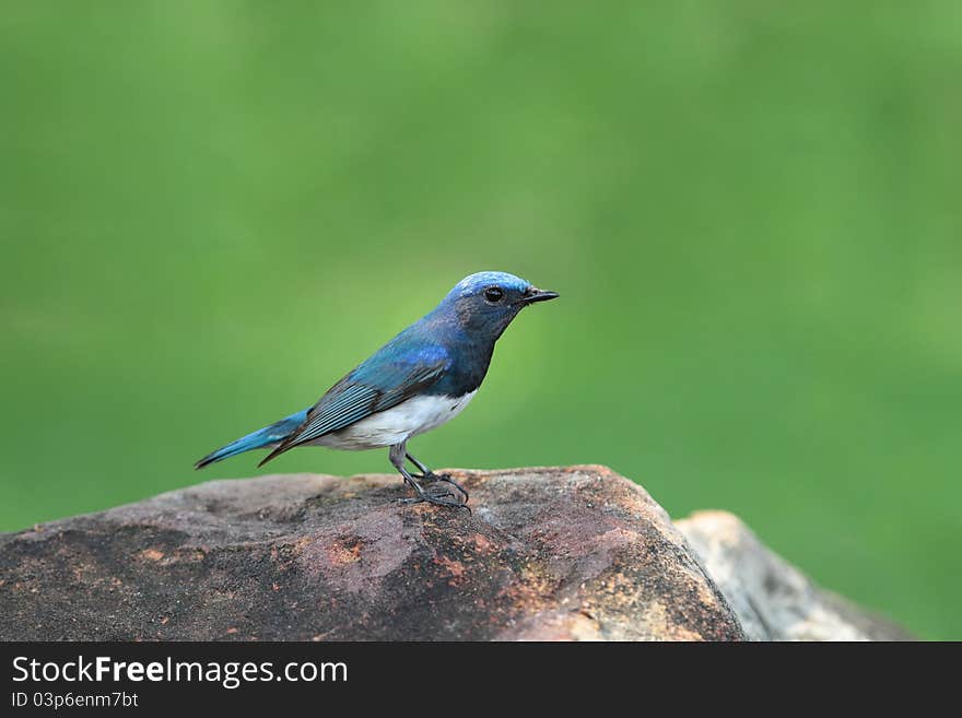 Blue-and-white Flycatcher