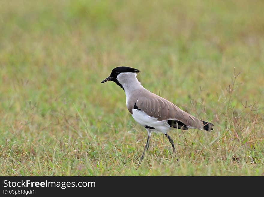 River Lapwing