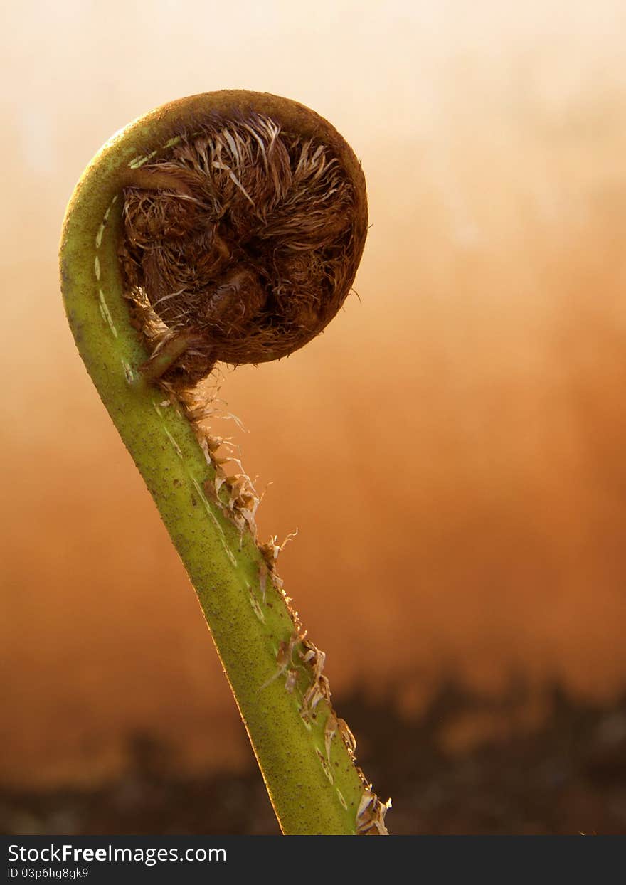 Tree fern leaf unfolding