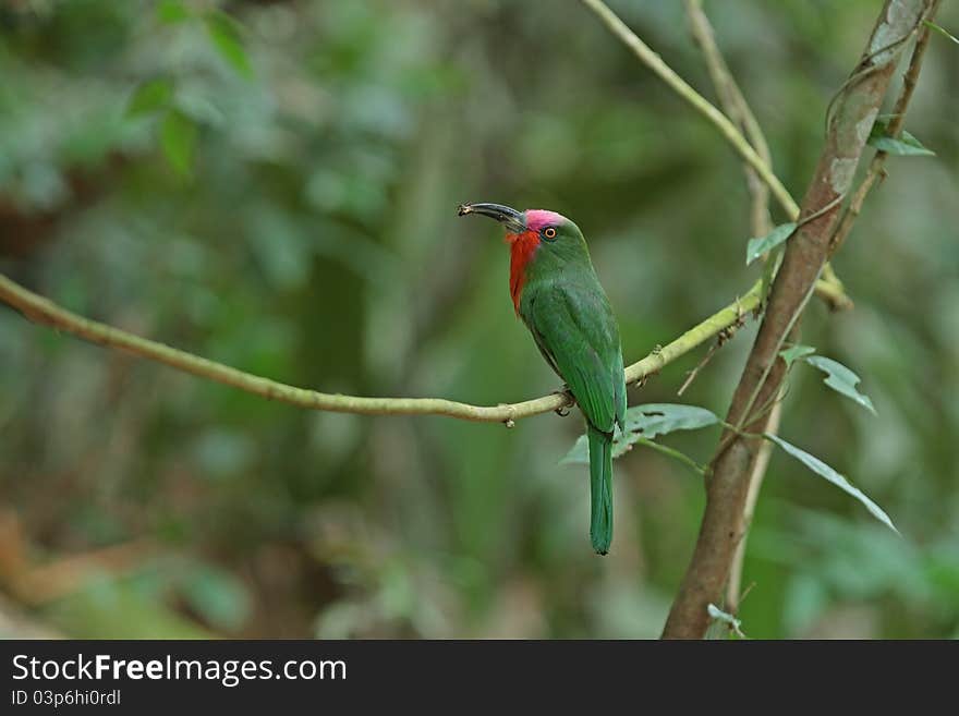 Red-bearded Bee-eater with prey