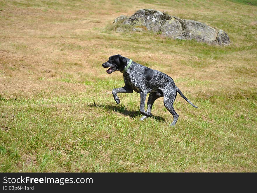 A German Shorthaired Pointer in a time of peak hare