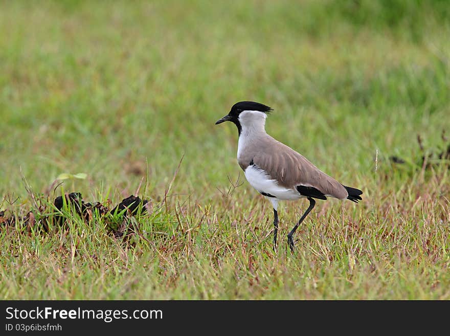 River Lapwing