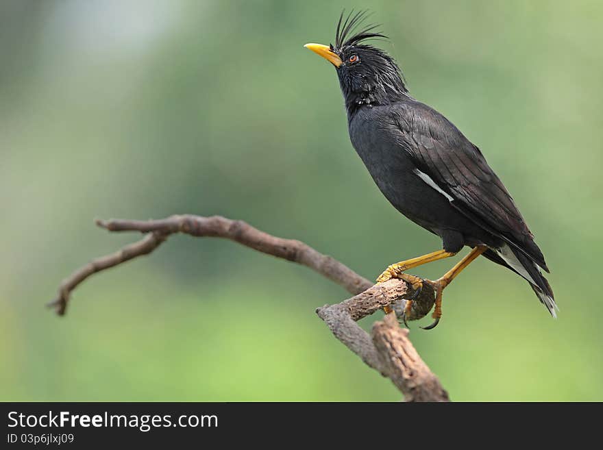 White-vented Myna