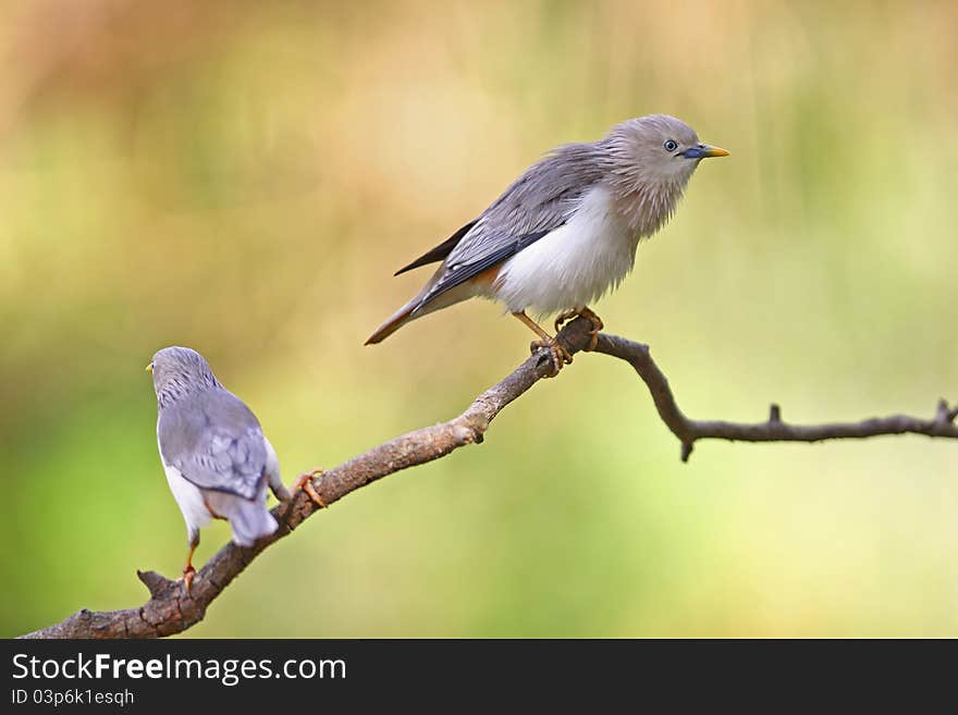 Couple of Chestnut-tailed Starling