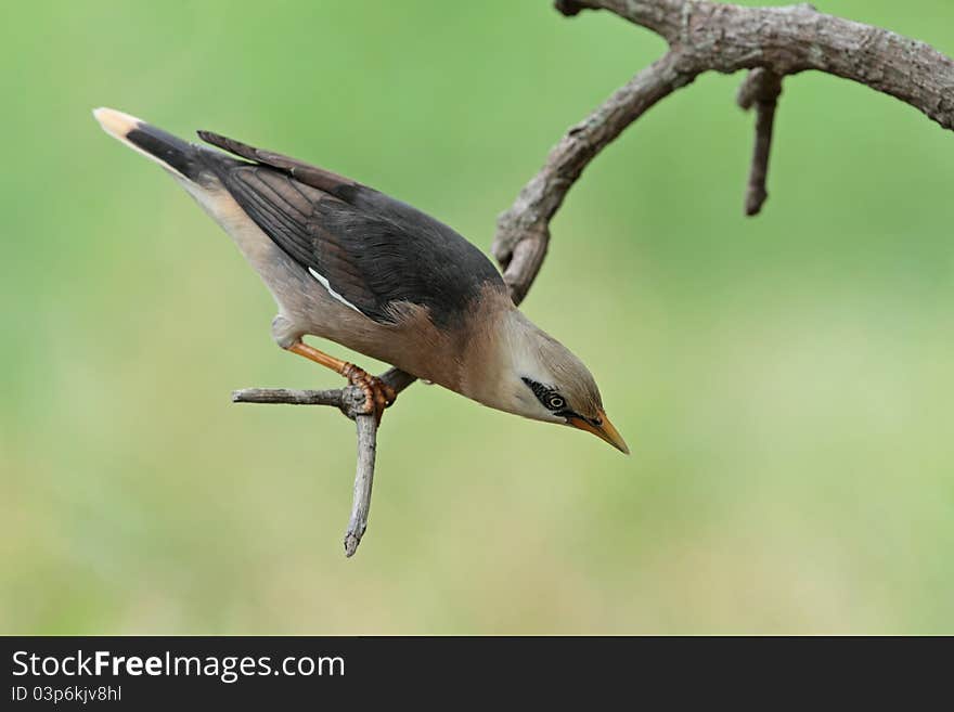 Vinous-breasted Starling