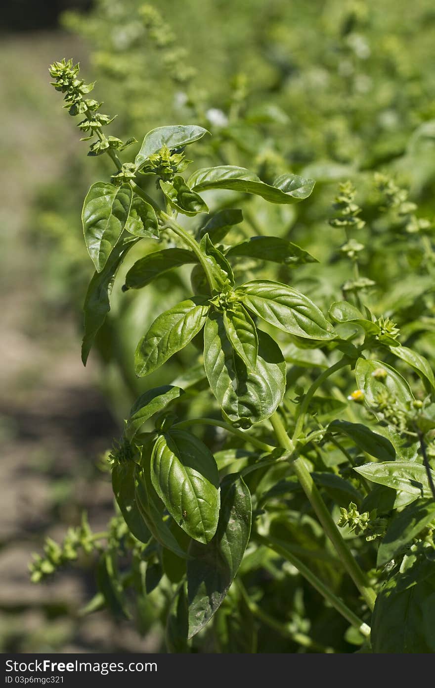 Basil field