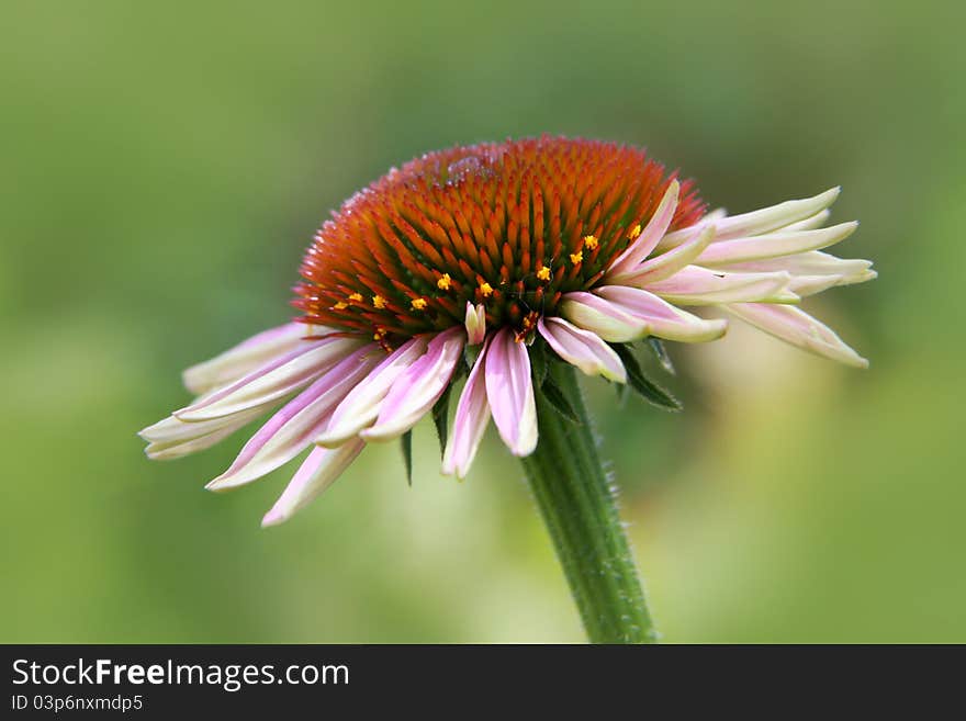 Close up shot of black eyed susan