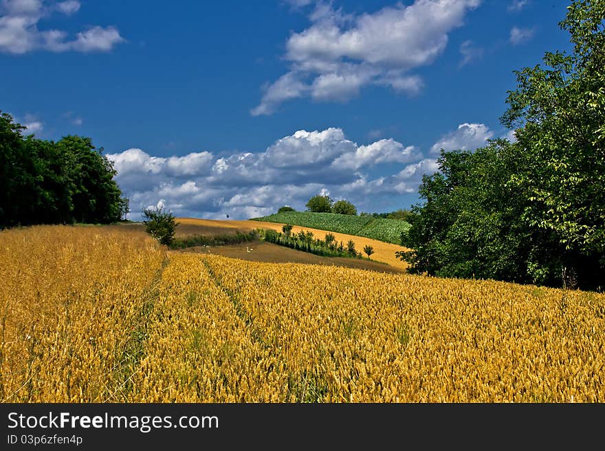 Beautiful Golden Grain Field In Summer