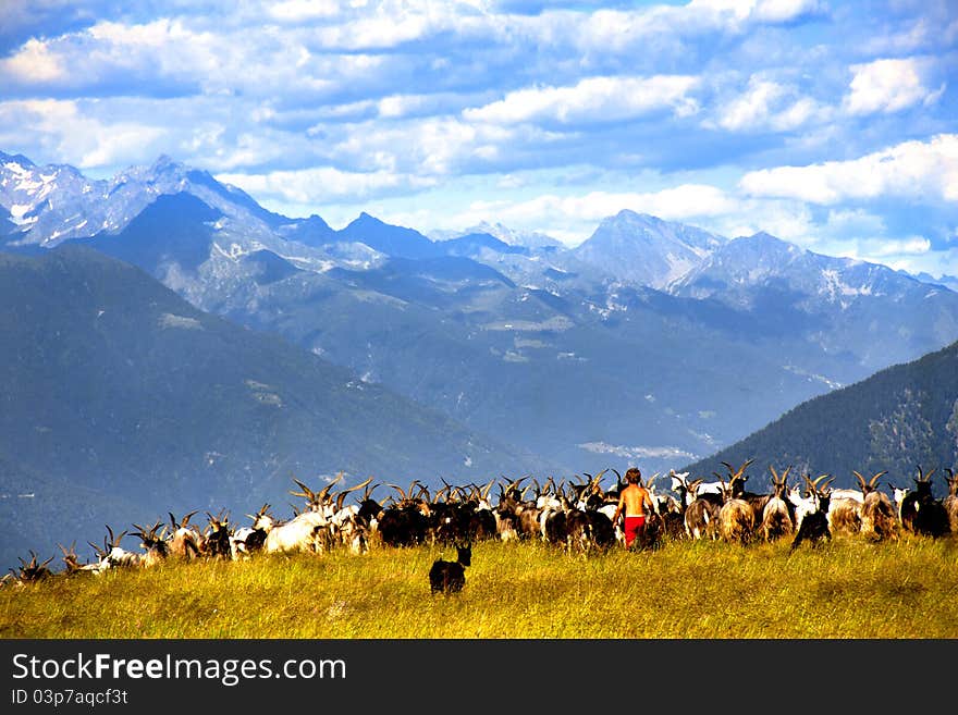 Goats grazing in a mountain meadow