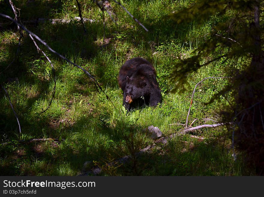 A black bear surrounded by woods