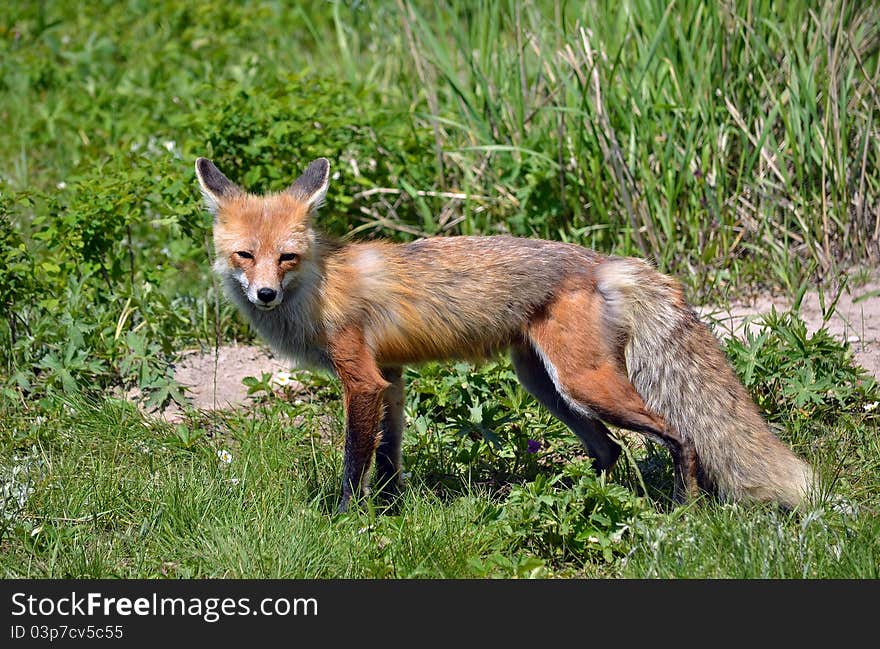 A red fox at yellowstone national park