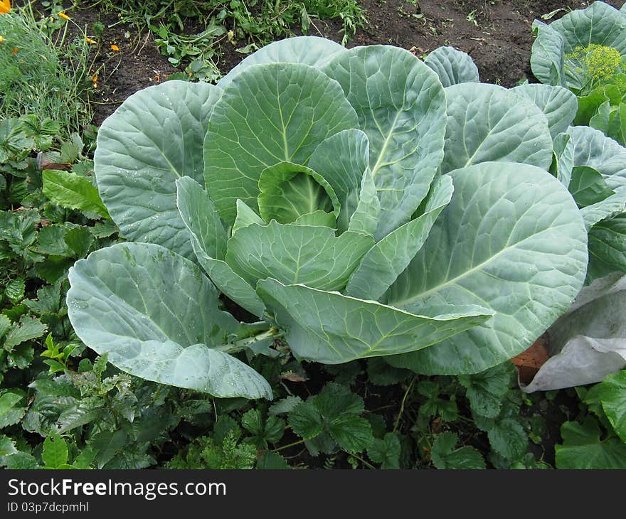 The big cabbage in a kitchen garden