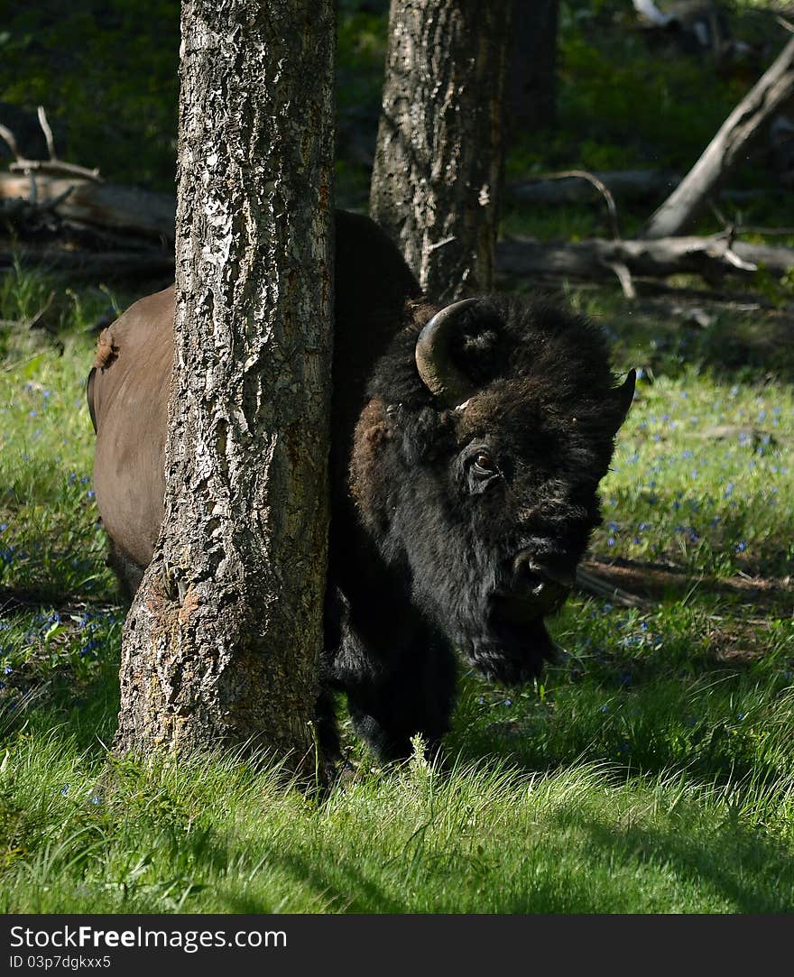 A bison rubs it's back on trees. A bison rubs it's back on trees