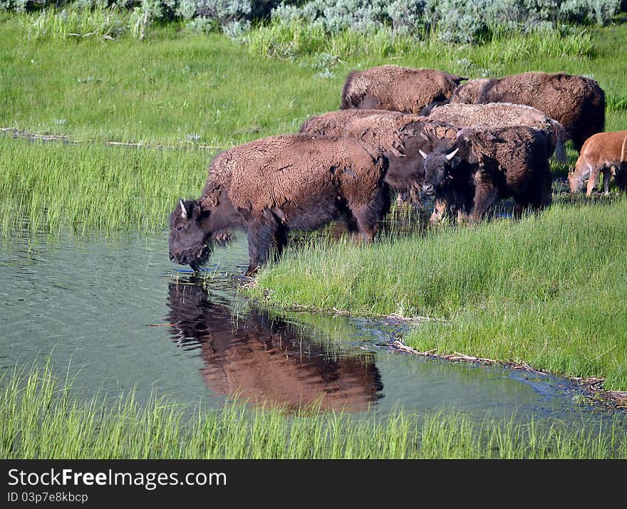 A herd of buffalo at a watering hole. A herd of buffalo at a watering hole