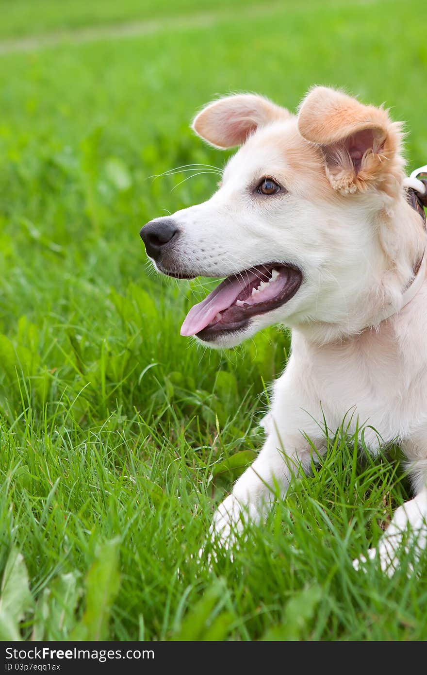 Golden retriever puppy lying on green meadow. Golden retriever puppy lying on green meadow