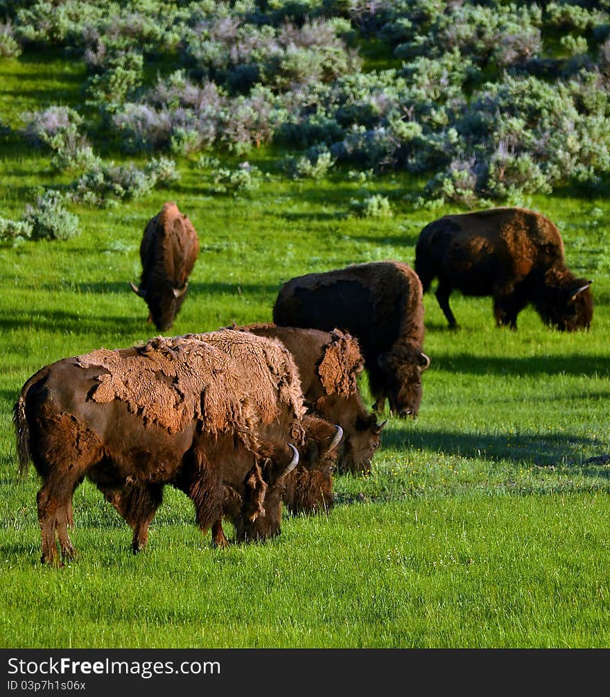 Buffalo Herd