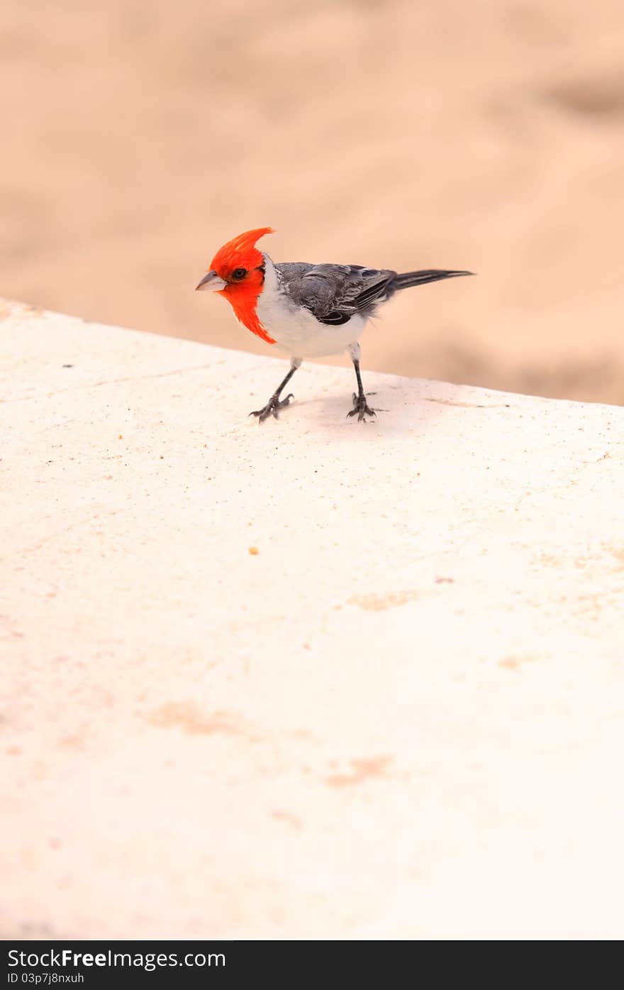 Red Crested Cardinal on Oahu, Hawaii.