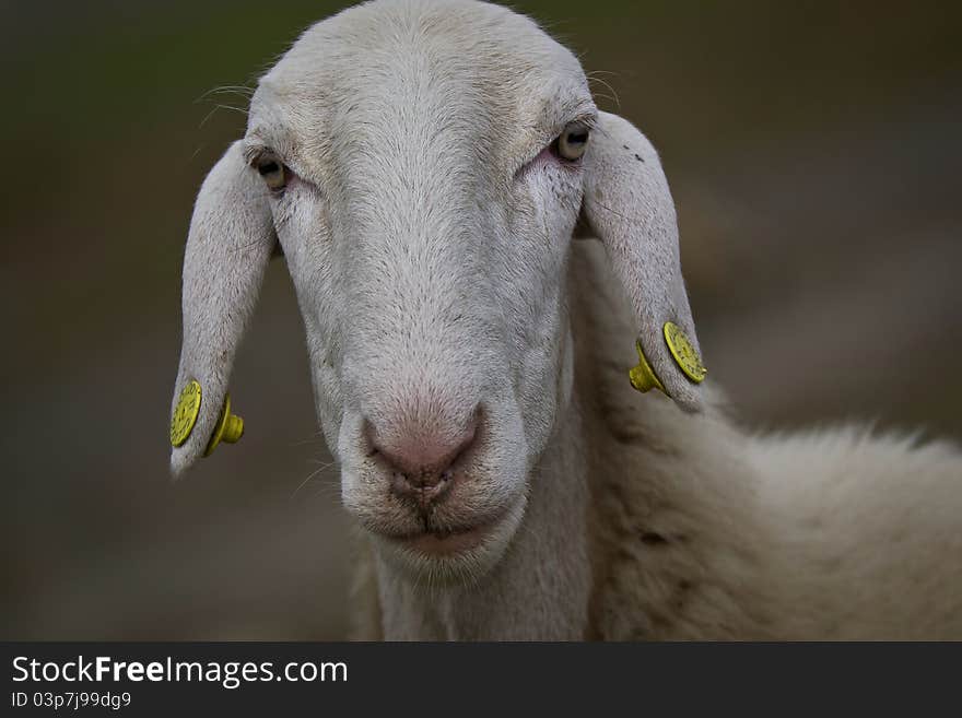 Sheep Close Up