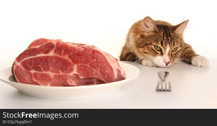 Young cat eating red meat. Young cat eating red meat