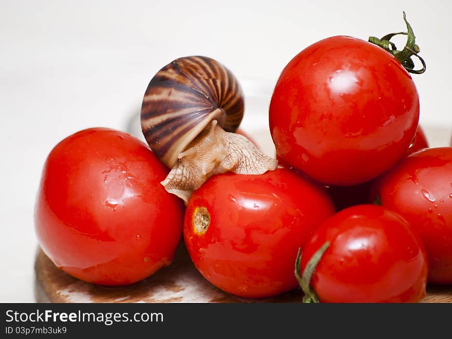 Achatina snail sitting on red tomatoes