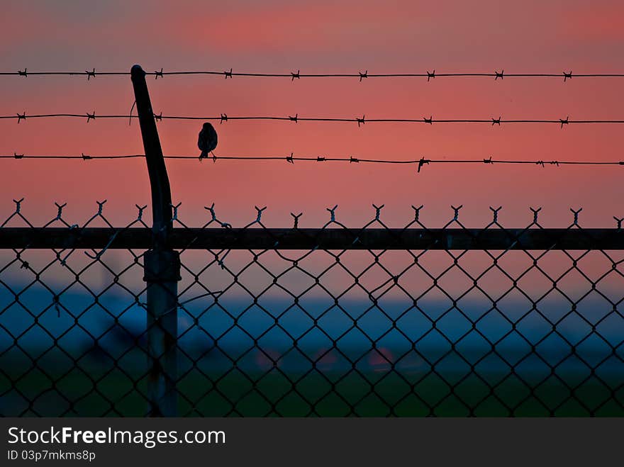 Bird on a Wire Fence