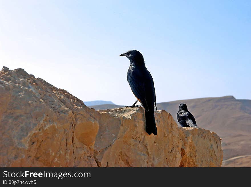 Black bird on a background of  deserted mountains