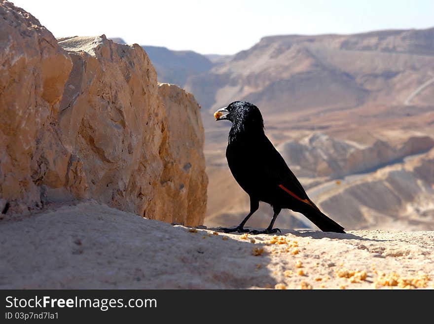 Black bird  on a background of deserted mountains