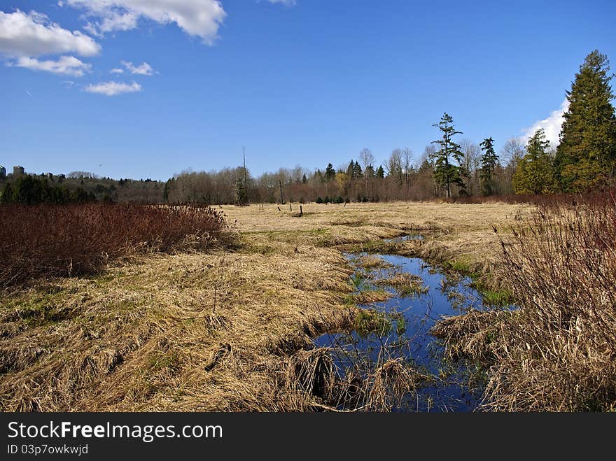 Spring Marsh