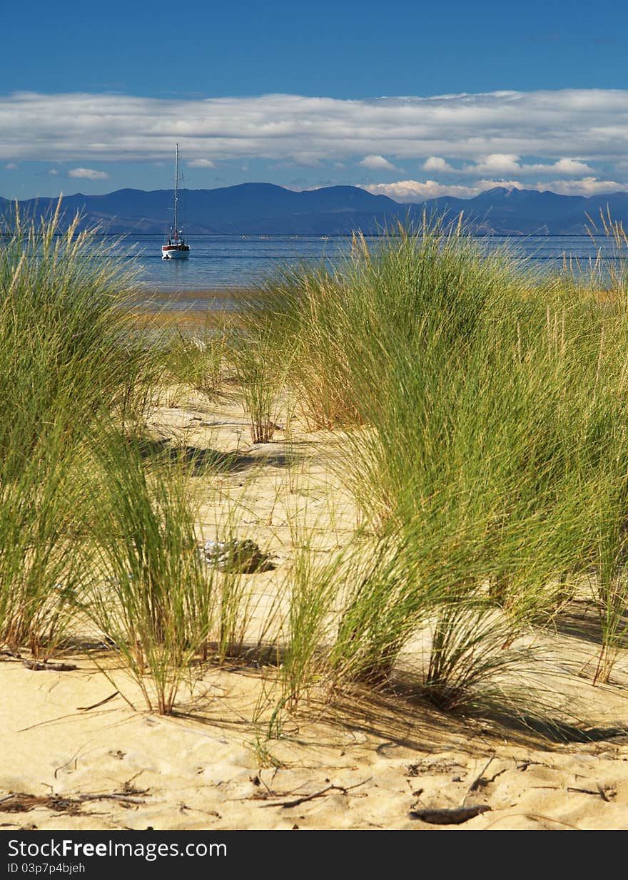 Grass on the beach