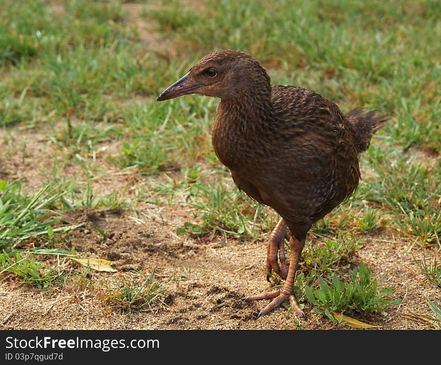 Weka