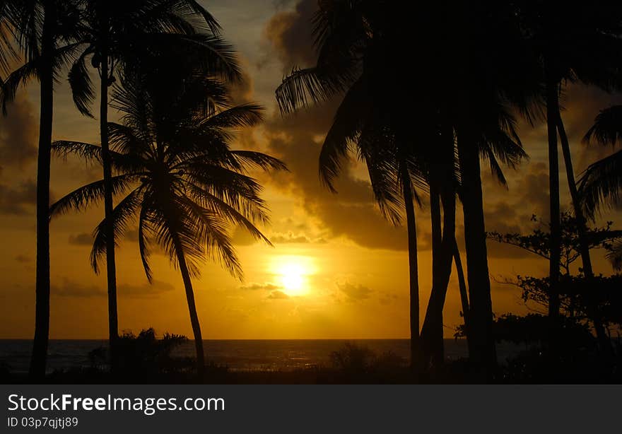 Sunrise With Palm Trees