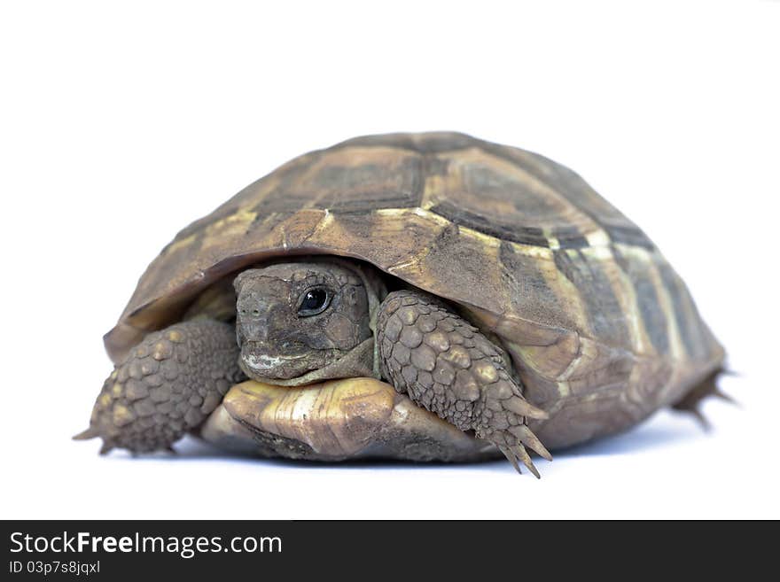 Young turtle isolated on white. Young turtle isolated on white