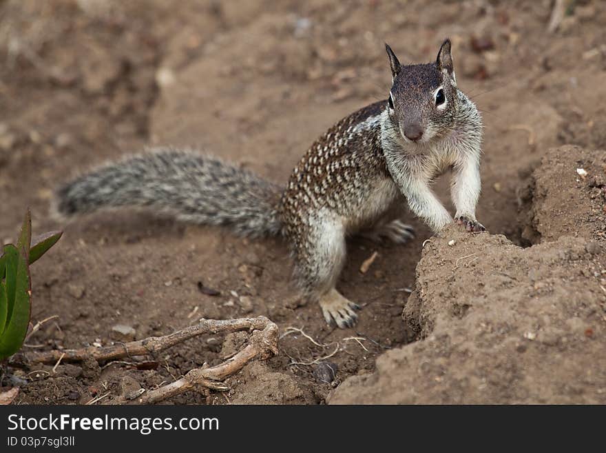 Small ground squirrel