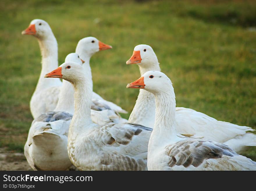 Cute Geese