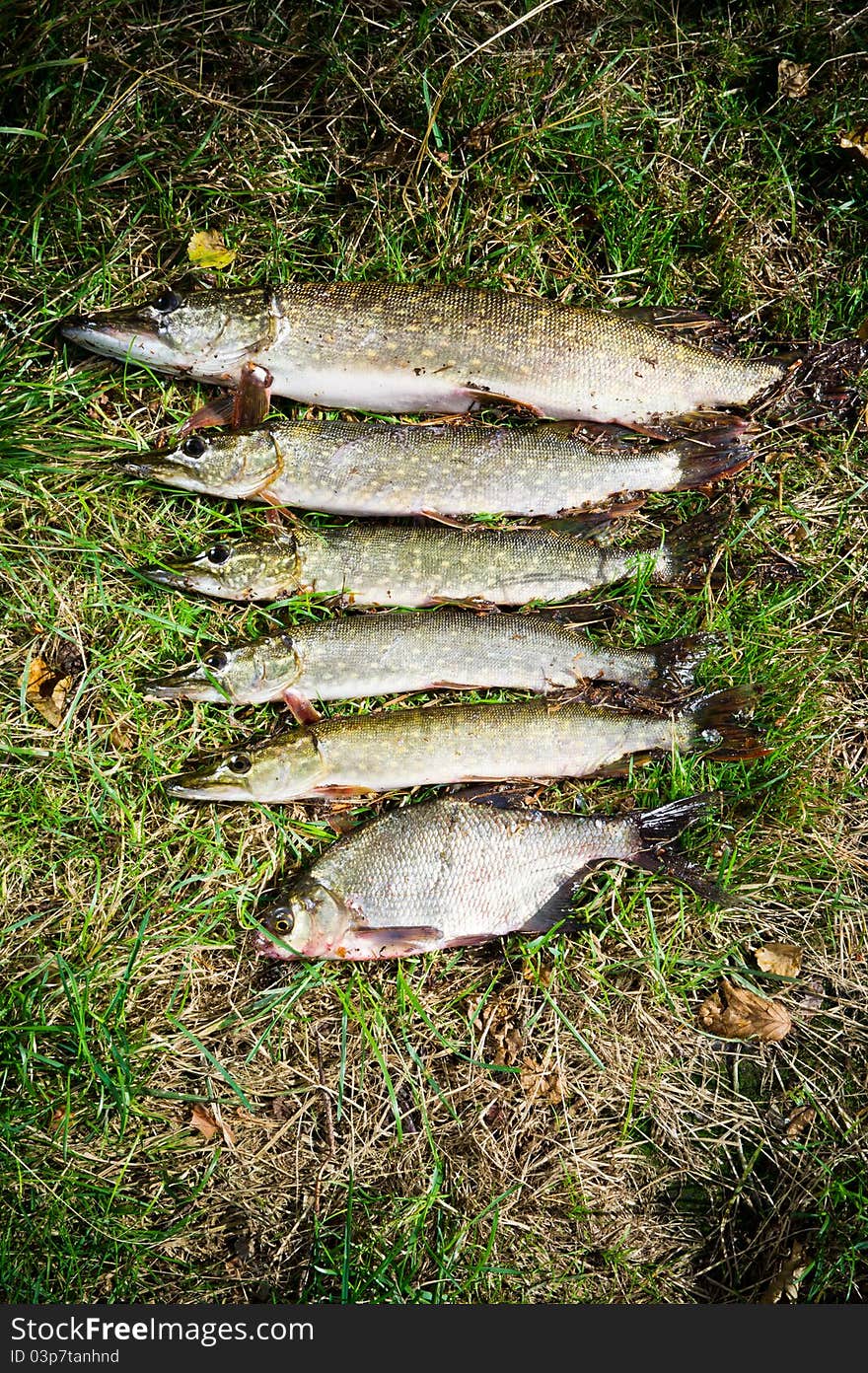 Caught pike lie on the grass in size from large to small. Caught pike lie on the grass in size from large to small