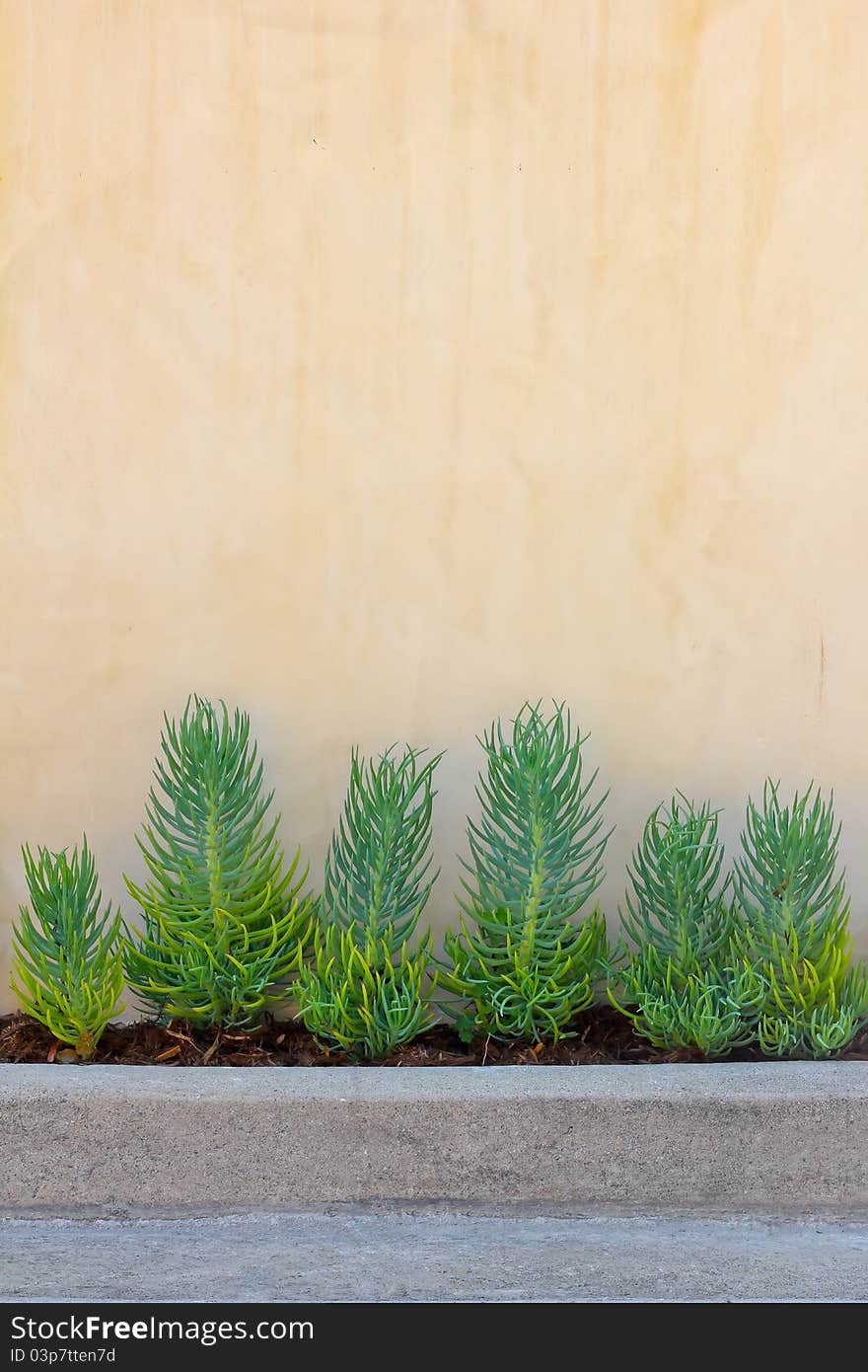 Beige wall with green plants on the sidewalk. Beige wall with green plants on the sidewalk