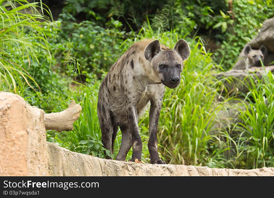 Spotted Hyena